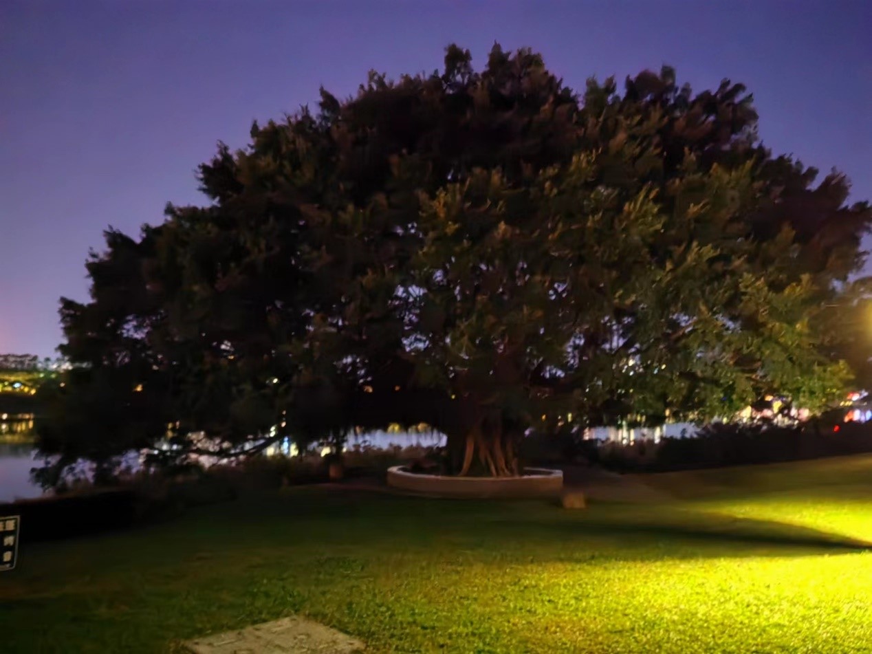 12-085097.jpg 廣西榕樹(shù).jpg